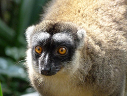 Lemur pardo.- Madagascar.- Reserva de Peyrieras