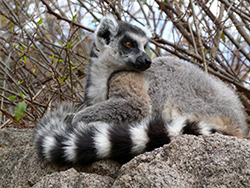 Lemur de cola anillada.-Madagascar.-Reserva de Anja