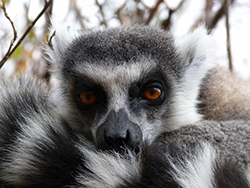 Lemur de cola anillada.-Madagascar.-Reserva de Anja