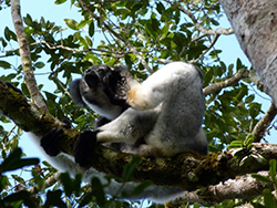 Indri.- Madagascar.- PN.Andasibe-Mantadia