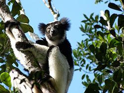 Indri.- Madagascar.- PN.Andasibe-Mantadia