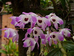 Orquídea-Madagascar