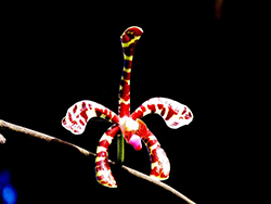 Orquídea araña-Madagascar
