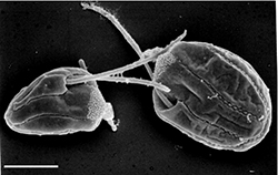 Goniomonas aff. amphinema. Plancton marino.