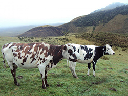 Vacas en Paramo Colombiano