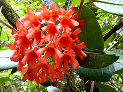 Rododendro.- Borneo