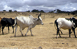 Ganado Masai