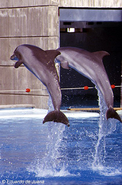 Delfines mulares