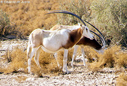 Oryx de cuernos de cimitarra