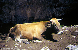 Vaca asturiana