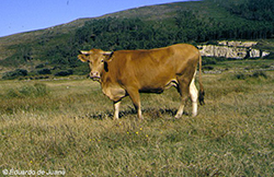 Vaca rubia gallega