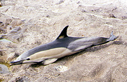 Delfín común varado