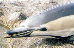 Delfín común (detalle cabeza)