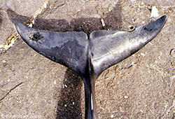 Delfín común (detalle cola)
