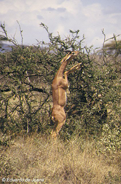 Gerenuk (macho)