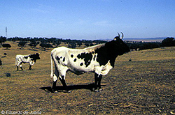 Vaca berrenda andaluza