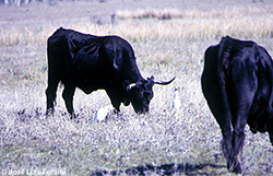 Garcillas bueyeras y vacas avileñas