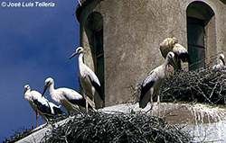 Cigueñas blancas en nido