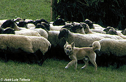 Perro pastor y ovejas