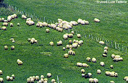 Rebaño de ovejas lachas
